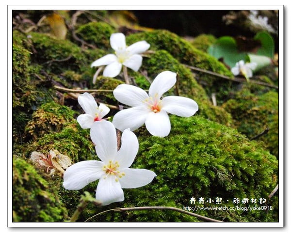 桐花~浪漫五月雪~小粗坑古道賞花趣 @青青小熊*旅遊札記
