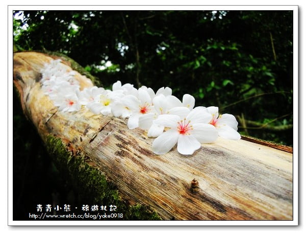 桐花~浪漫五月雪~小粗坑古道賞花趣 @青青小熊*旅遊札記