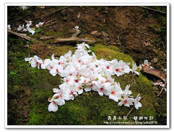 桐花~浪漫五月雪~小粗坑古道賞花趣 @青青小熊*旅遊札記
