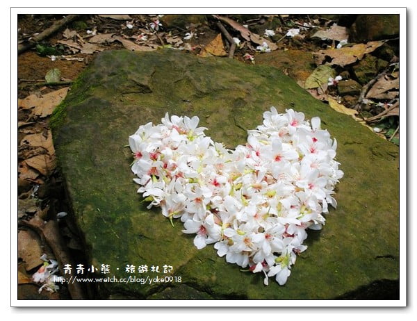 桐花~浪漫五月雪~小粗坑古道賞花趣 @青青小熊*旅遊札記