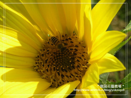 桃園旅遊景點~大溪-富田花園農場 @青青小熊*旅遊札記 桃園旅遊景點~大溪-富田花園農場 @青青小熊*旅遊札記