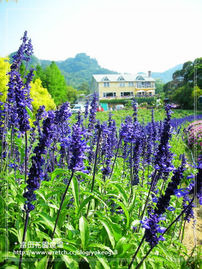 桃園旅遊景點~大溪-富田花園農場 @青青小熊*旅遊札記 桃園旅遊景點~大溪-富田花園農場 @青青小熊*旅遊札記