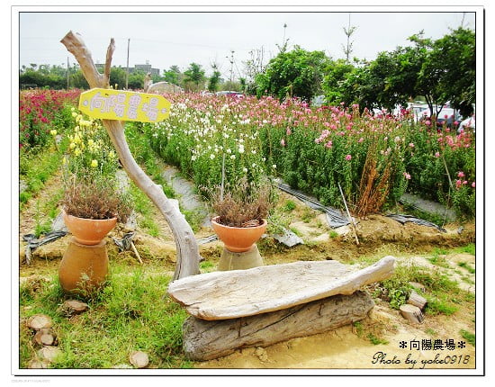 桃園旅遊景點~向陽農場賞花去 @青青小熊*旅遊札記
