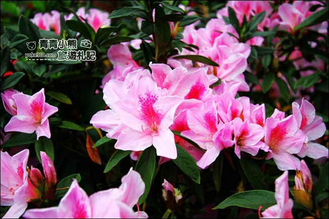 台北景點》2022台北杜鵑花季&繡球花季．森林公園內的花園 @青青小熊＊旅遊札記