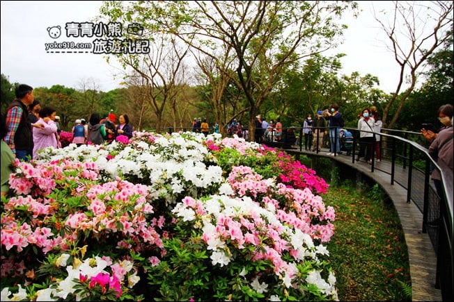 台北景點》2022台北杜鵑花季&繡球花季．森林公園內的花園 @青青小熊＊旅遊札記