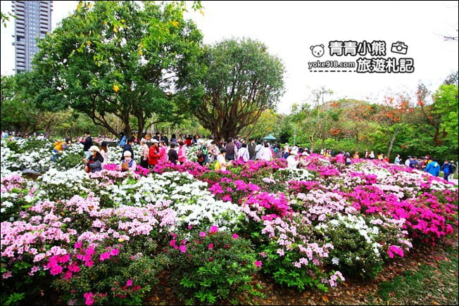 台北景點》2022台北杜鵑花季&繡球花季．森林公園內的花園 @青青小熊＊旅遊札記