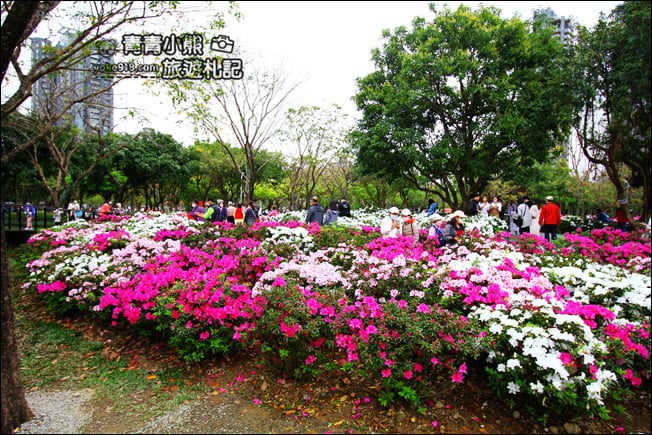 台北景點》2022台北杜鵑花季&繡球花季．森林公園內的花園 @青青小熊＊旅遊札記
