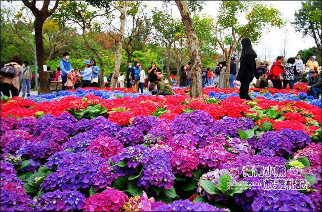 台北景點》2022台北杜鵑花季&繡球花季．森林公園內的花園 @青青小熊＊旅遊札記