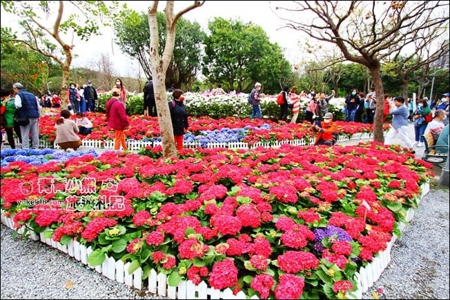 台北景點》2022台北杜鵑花季&繡球花季．森林公園內的花園 @青青小熊＊旅遊札記