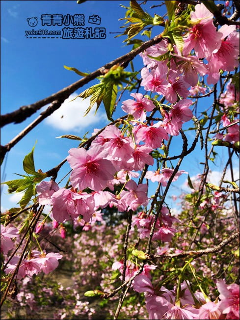宜蘭賞櫻私房景點》走入粉紅垂櫻隧道，千棵枝垂櫻等你來拍照 @青青小熊＊旅遊札記