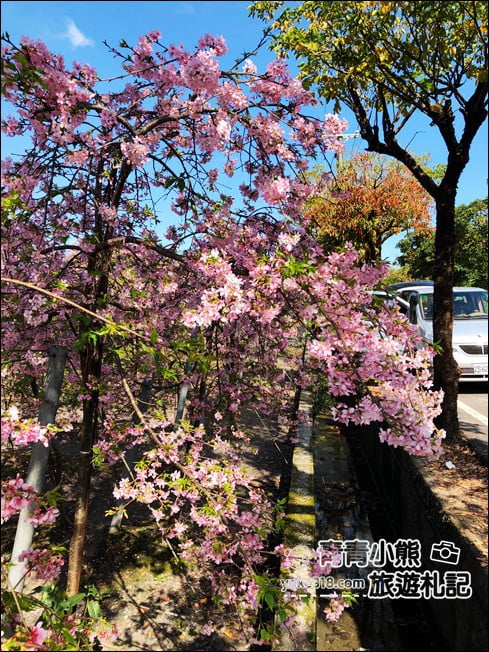 宜蘭賞櫻私房景點》走入粉紅垂櫻隧道，千棵枝垂櫻等你來拍照 @青青小熊＊旅遊札記