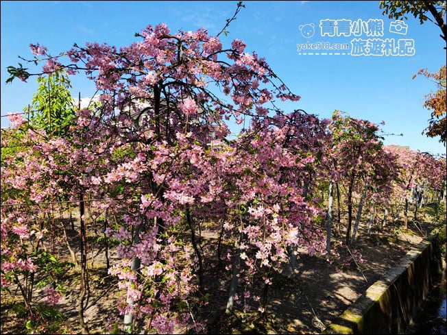 宜蘭賞櫻私房景點》走入粉紅垂櫻隧道,千棵枝垂櫻等你來拍照 @青青小熊*旅遊札記 宜蘭賞櫻私房景點》走入粉紅垂櫻隧道,千棵枝垂櫻等你來拍照 @青青小熊*旅遊札記