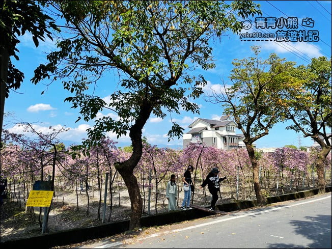 宜蘭賞櫻私房景點》走入粉紅垂櫻隧道,千棵枝垂櫻等你來拍照 @青青小熊*旅遊札記 宜蘭賞櫻私房景點》走入粉紅垂櫻隧道,千棵枝垂櫻等你來拍照 @青青小熊*旅遊札記