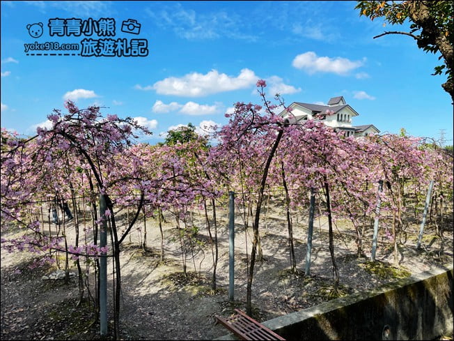 宜蘭賞櫻私房景點》走入粉紅垂櫻隧道，千棵枝垂櫻等你來拍照 @青青小熊＊旅遊札記