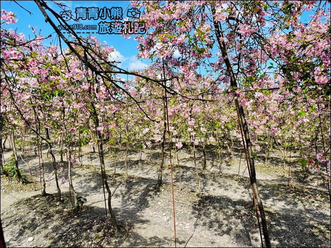 宜蘭賞櫻私房景點》走入粉紅垂櫻隧道,千棵枝垂櫻等你來拍照 @青青小熊*旅遊札記 宜蘭賞櫻私房景點》走入粉紅垂櫻隧道,千棵枝垂櫻等你來拍照 @青青小熊*旅遊札記