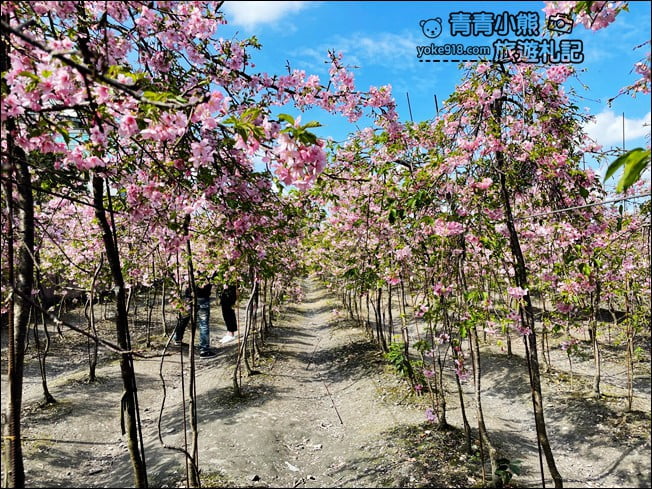宜蘭賞櫻私房景點》走入粉紅垂櫻隧道,千棵枝垂櫻等你來拍照 @青青小熊*旅遊札記 宜蘭賞櫻私房景點》走入粉紅垂櫻隧道,千棵枝垂櫻等你來拍照 @青青小熊*旅遊札記