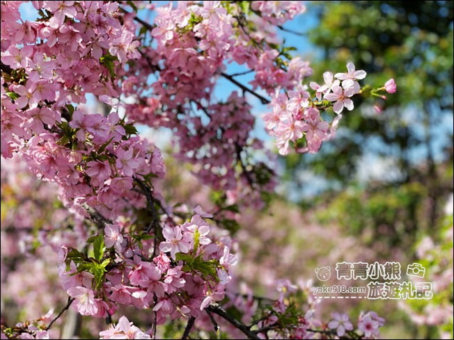 宜蘭賞櫻私房景點》走入粉紅垂櫻隧道,千棵枝垂櫻等你來拍照 @青青小熊*旅遊札記 宜蘭賞櫻私房景點》走入粉紅垂櫻隧道,千棵枝垂櫻等你來拍照 @青青小熊*旅遊札記