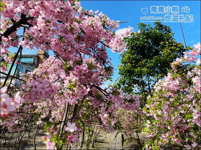 宜蘭賞櫻私房景點》走入粉紅垂櫻隧道,千棵枝垂櫻等你來拍照 @青青小熊*旅遊札記 宜蘭賞櫻私房景點》走入粉紅垂櫻隧道,千棵枝垂櫻等你來拍照 @青青小熊*旅遊札記
