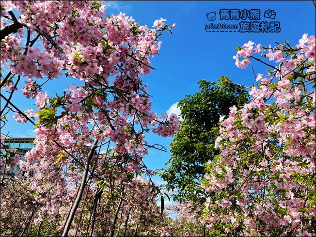 宜蘭賞櫻私房景點》走入粉紅垂櫻隧道,千棵枝垂櫻等你來拍照 @青青小熊*旅遊札記 宜蘭賞櫻私房景點》走入粉紅垂櫻隧道,千棵枝垂櫻等你來拍照 @青青小熊*旅遊札記