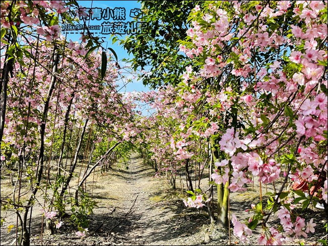 宜蘭賞櫻私房景點》走入粉紅垂櫻隧道,千棵枝垂櫻等你來拍照 @青青小熊*旅遊札記 宜蘭賞櫻私房景點》走入粉紅垂櫻隧道,千棵枝垂櫻等你來拍照 @青青小熊*旅遊札記