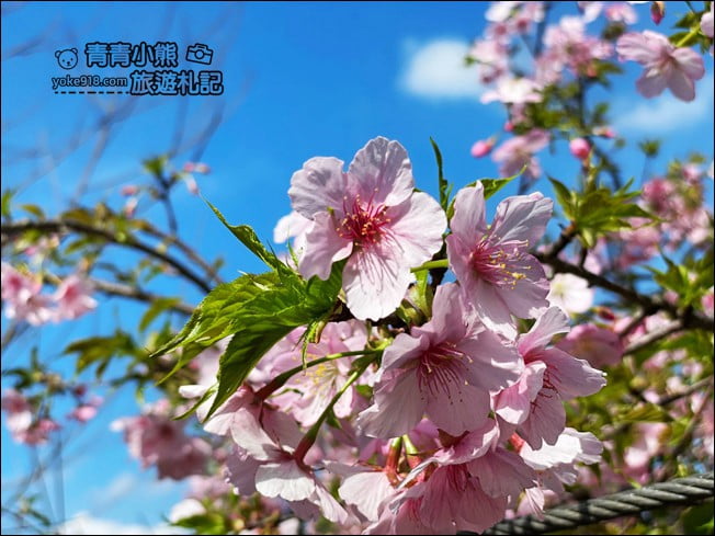 宜蘭賞櫻私房景點》走入粉紅垂櫻隧道，千棵枝垂櫻等你來拍照 @青青小熊＊旅遊札記