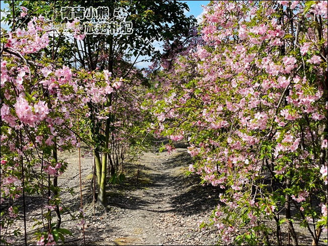 宜蘭賞櫻私房景點》走入粉紅垂櫻隧道,千棵枝垂櫻等你來拍照 @青青小熊*旅遊札記 宜蘭賞櫻私房景點》走入粉紅垂櫻隧道,千棵枝垂櫻等你來拍照 @青青小熊*旅遊札記