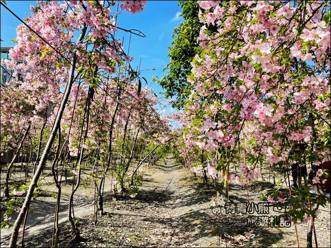 宜蘭賞櫻私房景點》走入粉紅垂櫻隧道,千棵枝垂櫻等你來拍照 @青青小熊*旅遊札記 宜蘭賞櫻私房景點》走入粉紅垂櫻隧道,千棵枝垂櫻等你來拍照 @青青小熊*旅遊札記
