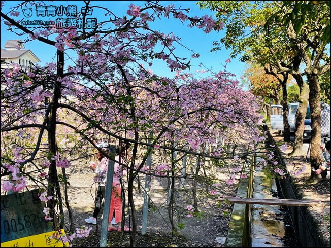 宜蘭賞櫻私房景點》走入粉紅垂櫻隧道,千棵枝垂櫻等你來拍照 @青青小熊*旅遊札記 宜蘭賞櫻私房景點》走入粉紅垂櫻隧道,千棵枝垂櫻等你來拍照 @青青小熊*旅遊札記