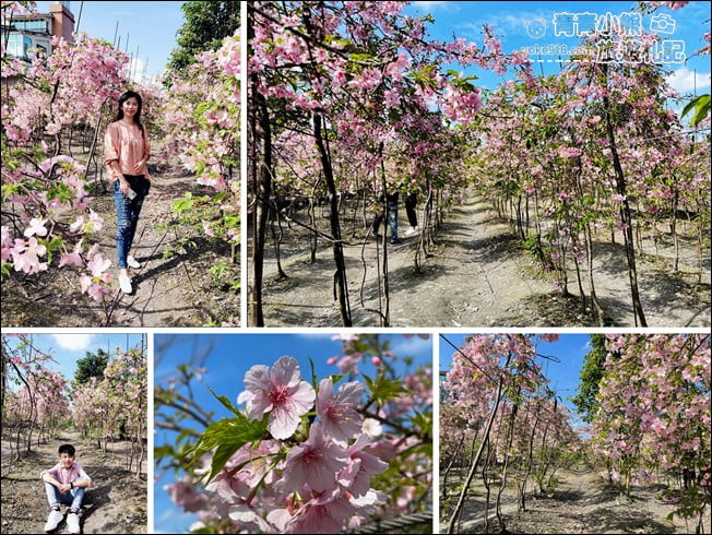 宜蘭賞櫻私房景點》走入粉紅垂櫻隧道,千棵枝垂櫻等你來拍照 @青青小熊*旅遊札記 宜蘭賞櫻私房景點》走入粉紅垂櫻隧道,千棵枝垂櫻等你來拍照 @青青小熊*旅遊札記