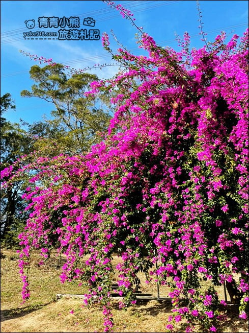 新竹景點》小森之歌景觀餐廳．大草皮、教堂~散步拍照去 @青青小熊＊旅遊札記