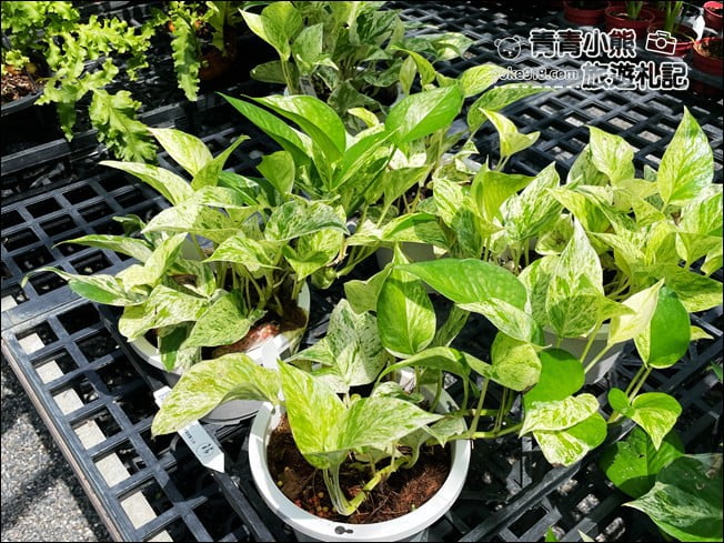 台南景點》蕨的想買就買.彷彿來到熱帶雨林,走進蕨類植物的世界 @青青小熊*旅遊札記 台南景點》蕨的想買就買.彷彿來到熱帶雨林,走進蕨類植物的世界 @青青小熊*旅遊札記