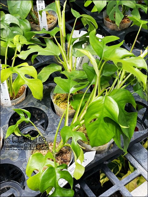 台南景點》蕨的想買就買.彷彿來到熱帶雨林,走進蕨類植物的世界 @青青小熊*旅遊札記 台南景點》蕨的想買就買.彷彿來到熱帶雨林,走進蕨類植物的世界 @青青小熊*旅遊札記