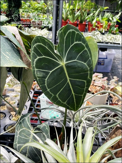 台南景點》蕨的想買就買.彷彿來到熱帶雨林,走進蕨類植物的世界 @青青小熊*旅遊札記 台南景點》蕨的想買就買.彷彿來到熱帶雨林,走進蕨類植物的世界 @青青小熊*旅遊札記