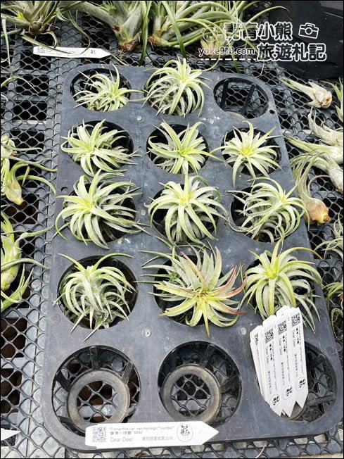 台南景點》蕨的想買就買.彷彿來到熱帶雨林,走進蕨類植物的世界 @青青小熊*旅遊札記 台南景點》蕨的想買就買.彷彿來到熱帶雨林,走進蕨類植物的世界 @青青小熊*旅遊札記