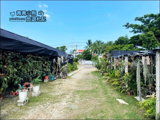 台南景點》蕨的想買就買.彷彿來到熱帶雨林,走進蕨類植物的世界 @青青小熊*旅遊札記 台南景點》蕨的想買就買.彷彿來到熱帶雨林,走進蕨類植物的世界 @青青小熊*旅遊札記