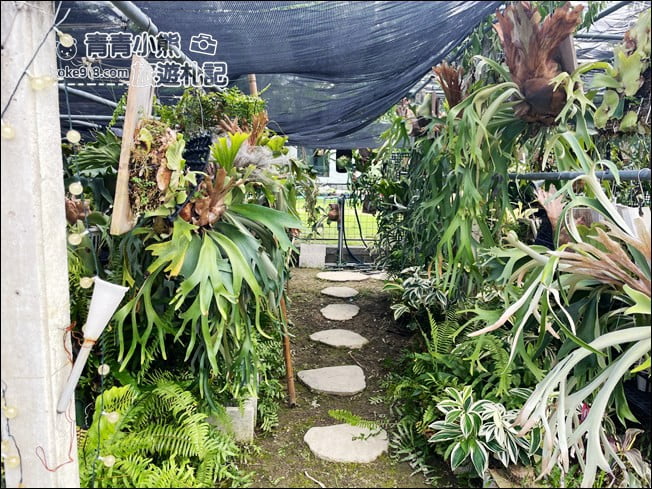台南景點》蕨的想買就買.彷彿來到熱帶雨林,走進蕨類植物的世界 @青青小熊*旅遊札記 台南景點》蕨的想買就買.彷彿來到熱帶雨林,走進蕨類植物的世界 @青青小熊*旅遊札記