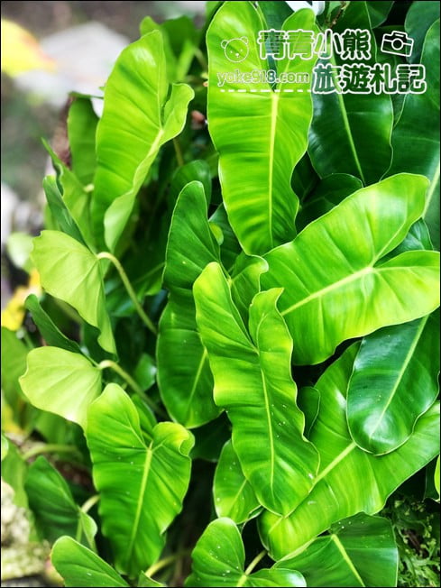 台南景點》蕨的想買就買.彷彿來到熱帶雨林,走進蕨類植物的世界 @青青小熊*旅遊札記 台南景點》蕨的想買就買.彷彿來到熱帶雨林,走進蕨類植物的世界 @青青小熊*旅遊札記