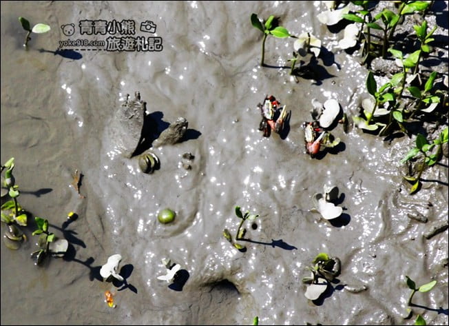 彰化新景點》芳苑濕地海空步道.最新紅樹林溼地步道~來去散散步 @青青小熊*旅遊札記 彰化新景點》芳苑濕地海空步道.最新紅樹林溼地步道~來去散散步 @青青小熊*旅遊札記
