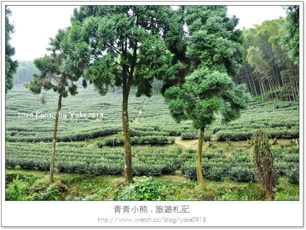 溪頭二日遊~溪頭住宿-仙知味渡假山莊民宿 @青青小熊*旅遊札記
