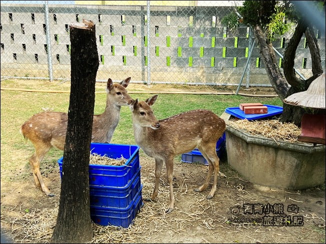 嘉義免門票景點》新港香藝園區．好玩好拍還有小鹿出沒~現場製香好特別 @青青小熊＊旅遊札記