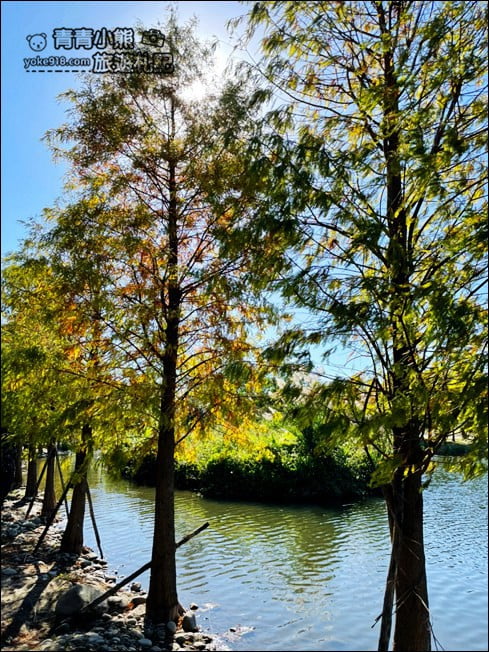桃園景點》大溪月眉人工溼地生態公園~落羽松秘境，天空之鏡賞景去 @青青小熊＊旅遊札記