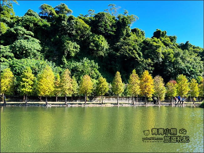 桃園景點》大溪月眉人工溼地生態公園~落羽松秘境,天空之鏡賞景去 @青青小熊*旅遊札記