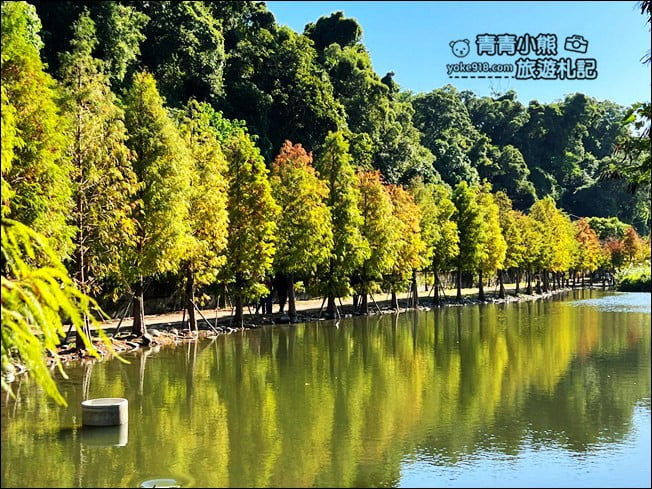 桃園景點》大溪月眉人工溼地生態公園~落羽松秘境,天空之鏡賞景去 @青青小熊*旅遊札記