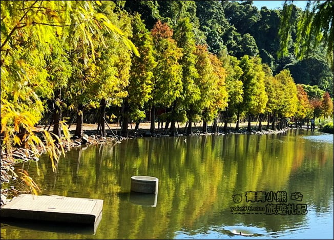 桃園景點》大溪月眉人工溼地生態公園~落羽松秘境，天空之鏡賞景去 @青青小熊＊旅遊札記