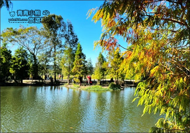 桃園景點》大溪月眉人工溼地生態公園~落羽松秘境,天空之鏡賞景去 @青青小熊*旅遊札記