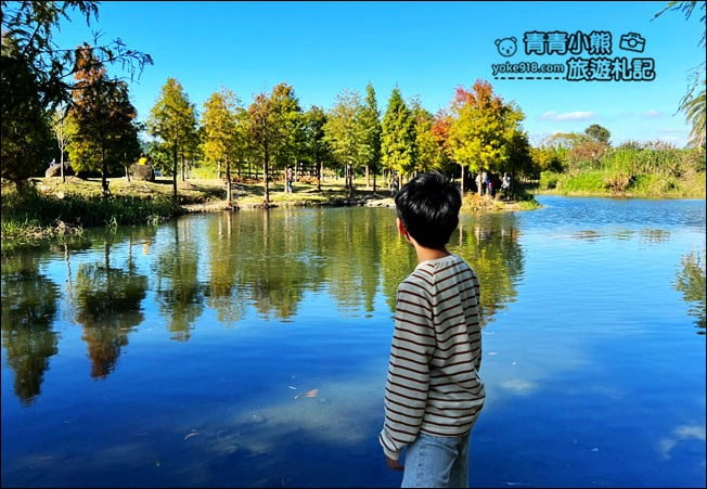桃園景點》大溪月眉人工溼地生態公園~落羽松秘境，天空之鏡賞景去 @青青小熊＊旅遊札記