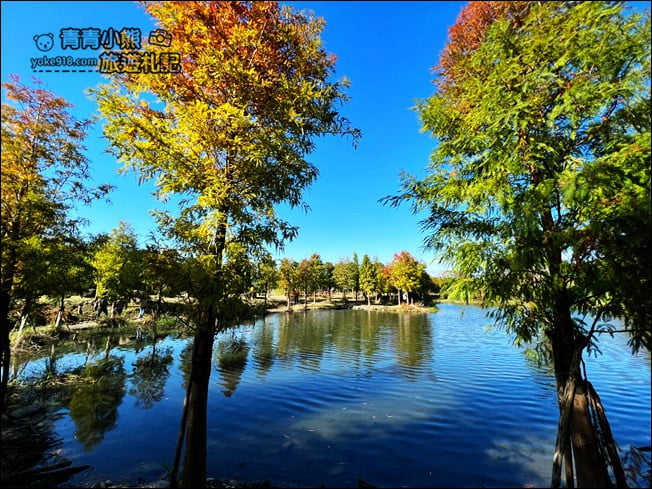 桃園景點》大溪月眉人工溼地生態公園~落羽松秘境,天空之鏡賞景去 @青青小熊*旅遊札記 桃園景點》大溪月眉人工溼地生態公園~落羽松秘境,天空之鏡賞景去 @青青小熊*旅遊札記