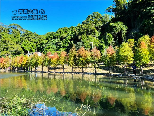 桃園景點》大溪月眉人工溼地生態公園~落羽松秘境，天空之鏡賞景去 @青青小熊＊旅遊札記