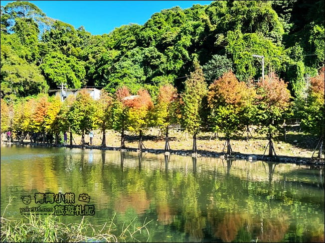 桃園景點》大溪月眉人工溼地生態公園~落羽松秘境,天空之鏡賞景去 @青青小熊*旅遊札記 桃園景點》大溪月眉人工溼地生態公園~落羽松秘境,天空之鏡賞景去 @青青小熊*旅遊札記