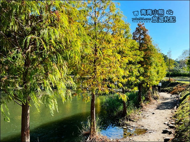 桃園景點》大溪月眉人工溼地生態公園~落羽松秘境,天空之鏡賞景去 @青青小熊*旅遊札記 桃園景點》大溪月眉人工溼地生態公園~落羽松秘境,天空之鏡賞景去 @青青小熊*旅遊札記